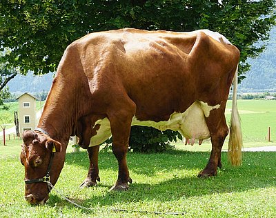 Belmondo (V.Statist Red, 50% RF)