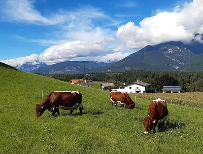 Schöner geht's nicht - Helmut Hörtnagls Pinzgauer sorgen für phantastische Kontraste!