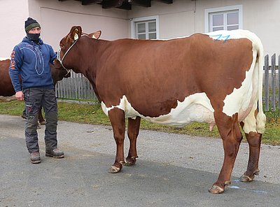 Zweitkalbskuh ELBE (V.Amboss) von Markus Rainer, Schlettern, Rauris