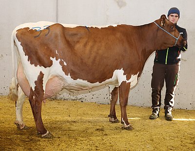 Hochleistungskuh STELLA (V.Jotan Red) von Paul Hettegger, Unterharbach, Großarl