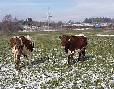Im Gebiet des Bodensees ist der Frühling schon erkennbar!