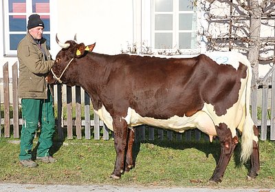 Zweitlaktierende ROMY (V.Ramorat) von Therese Hochleitner, Waltl, Lofer