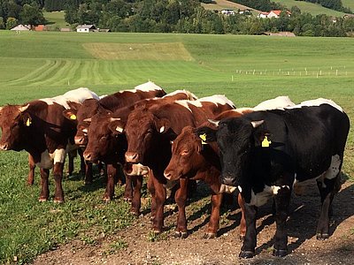 Qualität, die sich im Aufwachsen zeigt! Die Weideochsen der Familie Widlroither genießen ihr Dasein!