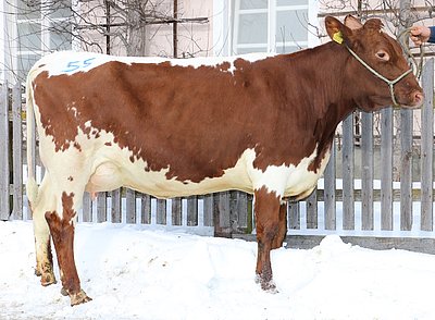 Jungkuh MICHI (V.Cosmos) wechselte von Manfred Nindl, Schranzlern in Hollersbach zu Peter Bodner, Huber in Pfalzen