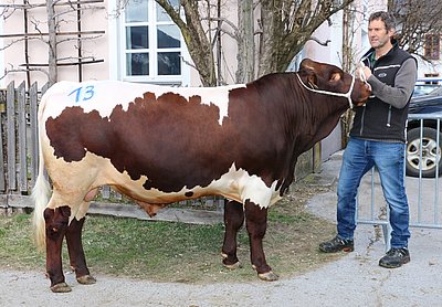 Teststierkandidat MARATHON (Marat x Fidelio) von Petra u. Michael Schiefer, Holzmann, Flachau