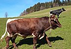 Es kann nicht zu schnell gehen! Der erste Auslauf von Herdenchef Rocky (V.Rager) wird im Laufschritt zelebriert!