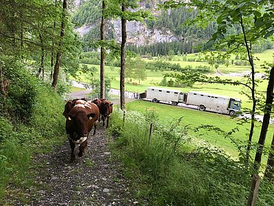 Das Reisen sind sie mittlerweile gewohnt,..
