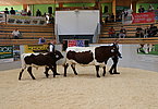 IMG 3129