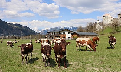 Qplus Rind - Programm zur Optimierung in der Mutterkuhhaltung