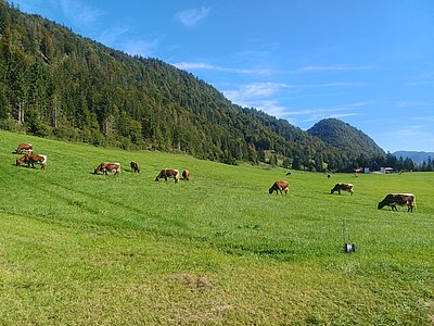 Genießt den Auslauf direkt hinter dem Stall: Die prächtige Milchkuhherde von Familie Hörfarter