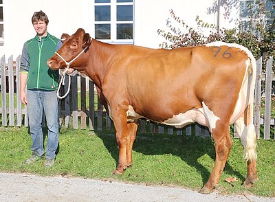 Jungkuh GAMS (V.Fageno Red) von Maria Schlager, Erlmoos, Abtenau