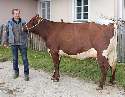 Wie aus einem Guss! Jungkuh Elsa von Claudia und Josef Ebner, Oberbichl in Großarl!