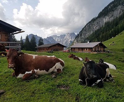 Idyllischer Anblick auf der Kammerlingalm - im Vordergrund die Herde von Familie Fernsebner, Örgen!